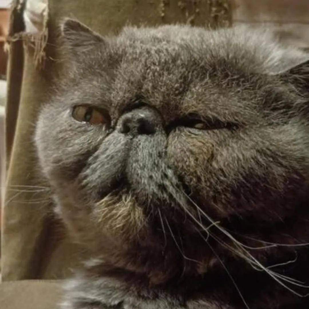 ボブくん🐈‍⬛またまたご縁があり美山marcoへやってきまし...