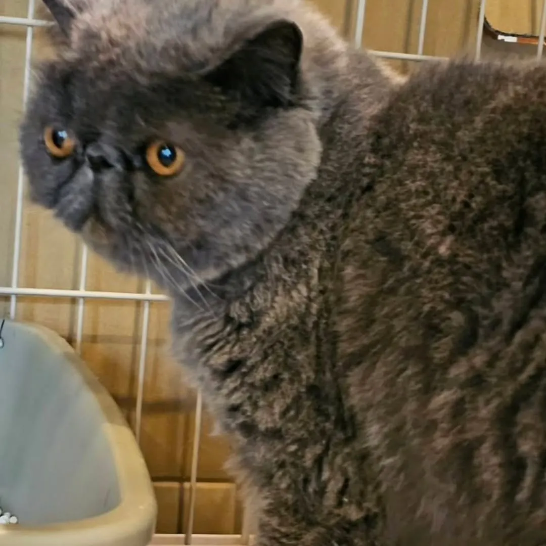 ボブくん🐈‍⬛またまたご縁があり美山marcoへやってきまし...