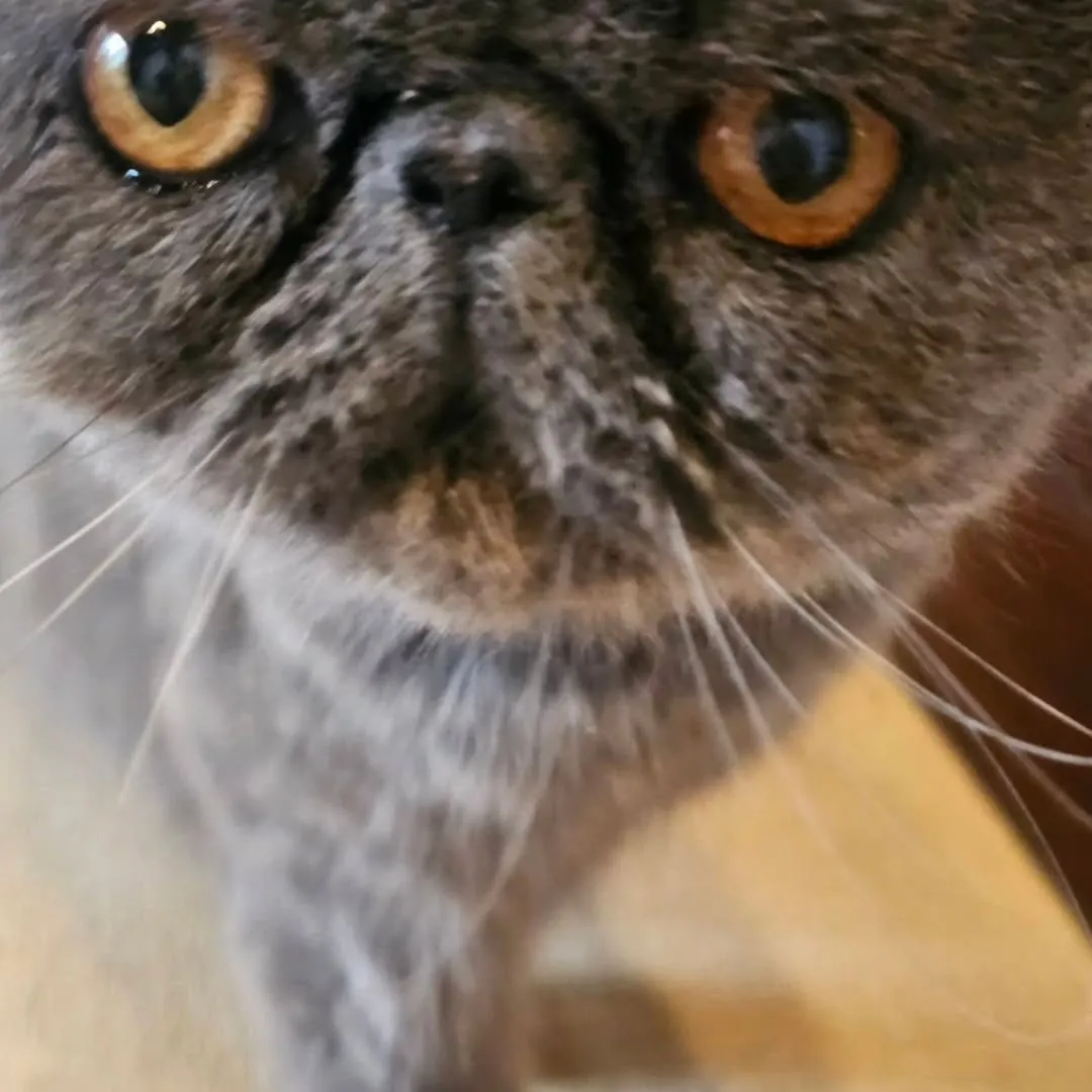 ボブくん🐈‍⬛またまたご縁があり美山marcoへやってきまし...