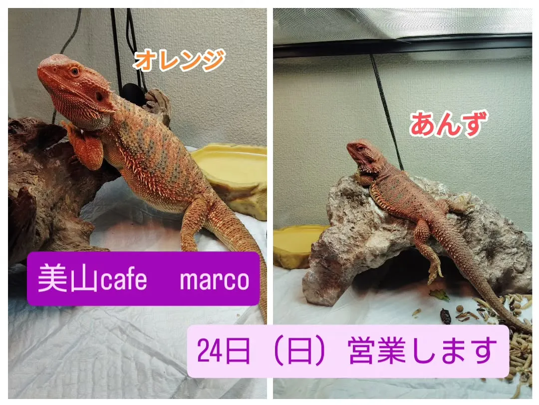 美山cafe　marco