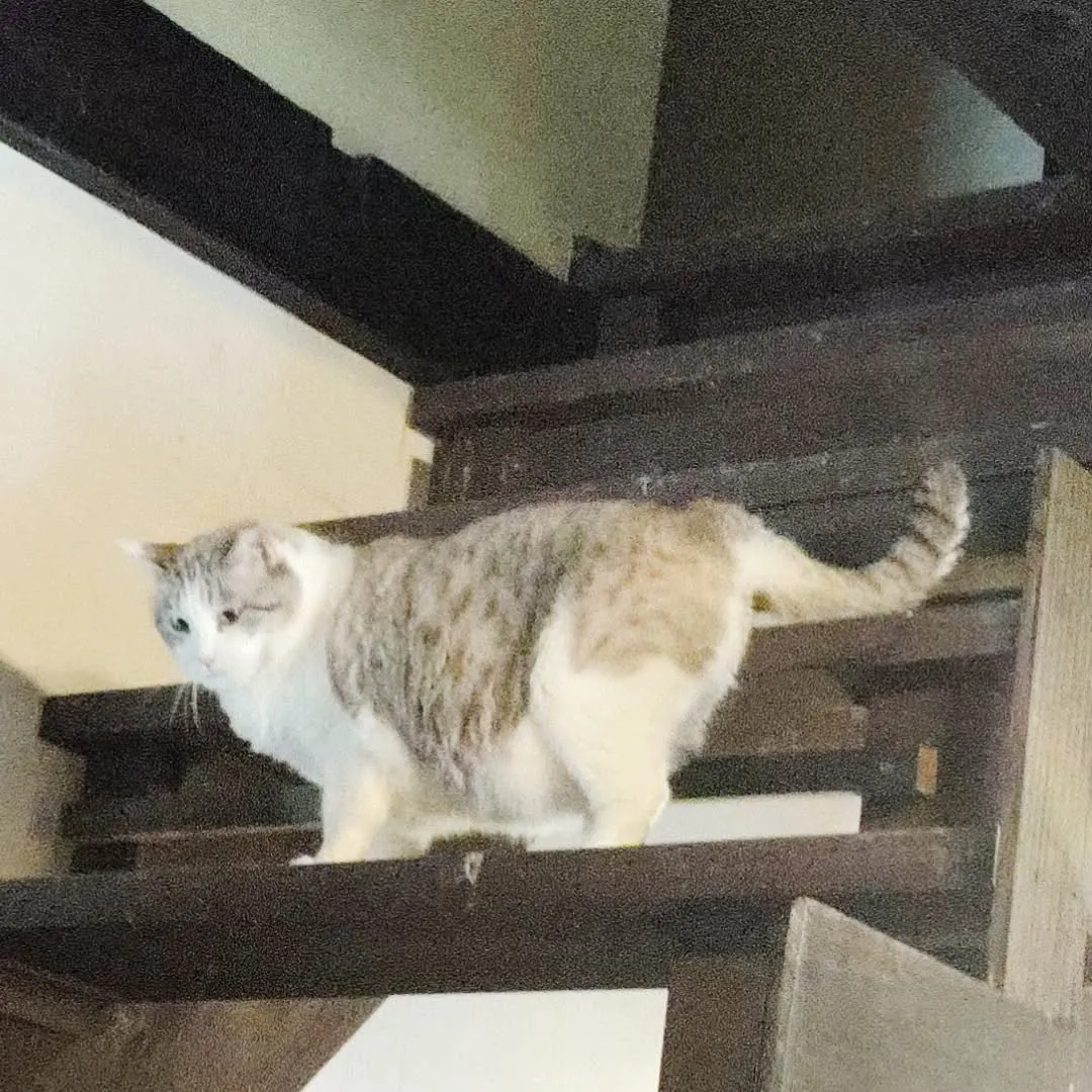 いつもありがとうございます。