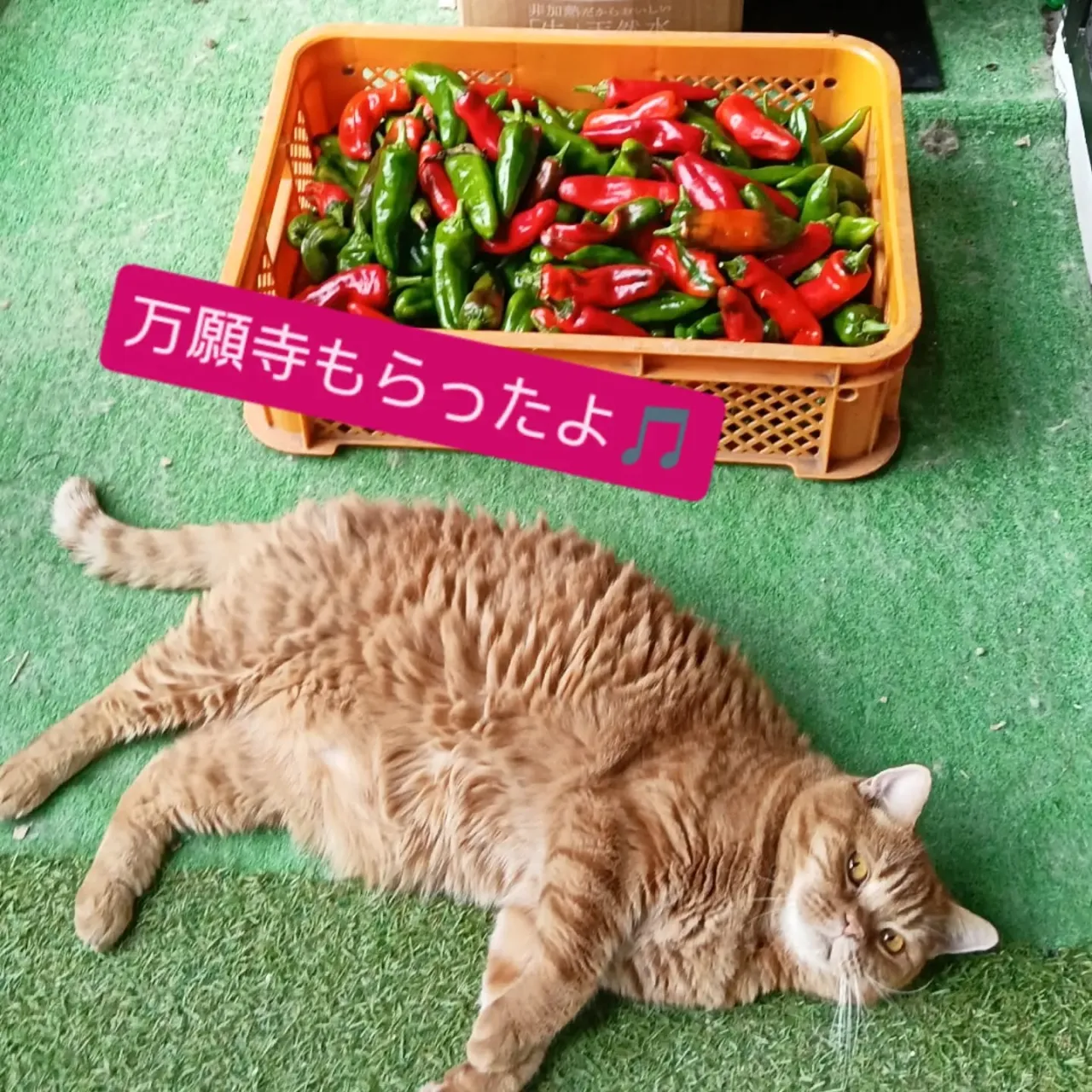 連休はたくさんのご来店ありがとうございました🙇ご入店いただけ...