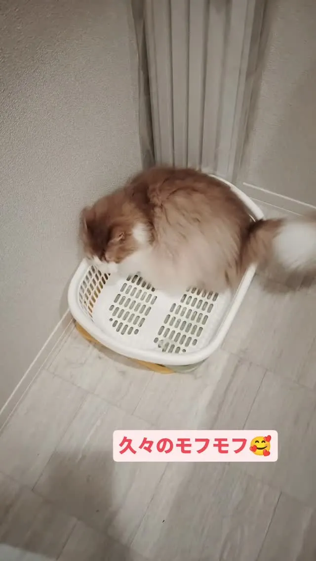 バスルームで遊ぶモフモフ