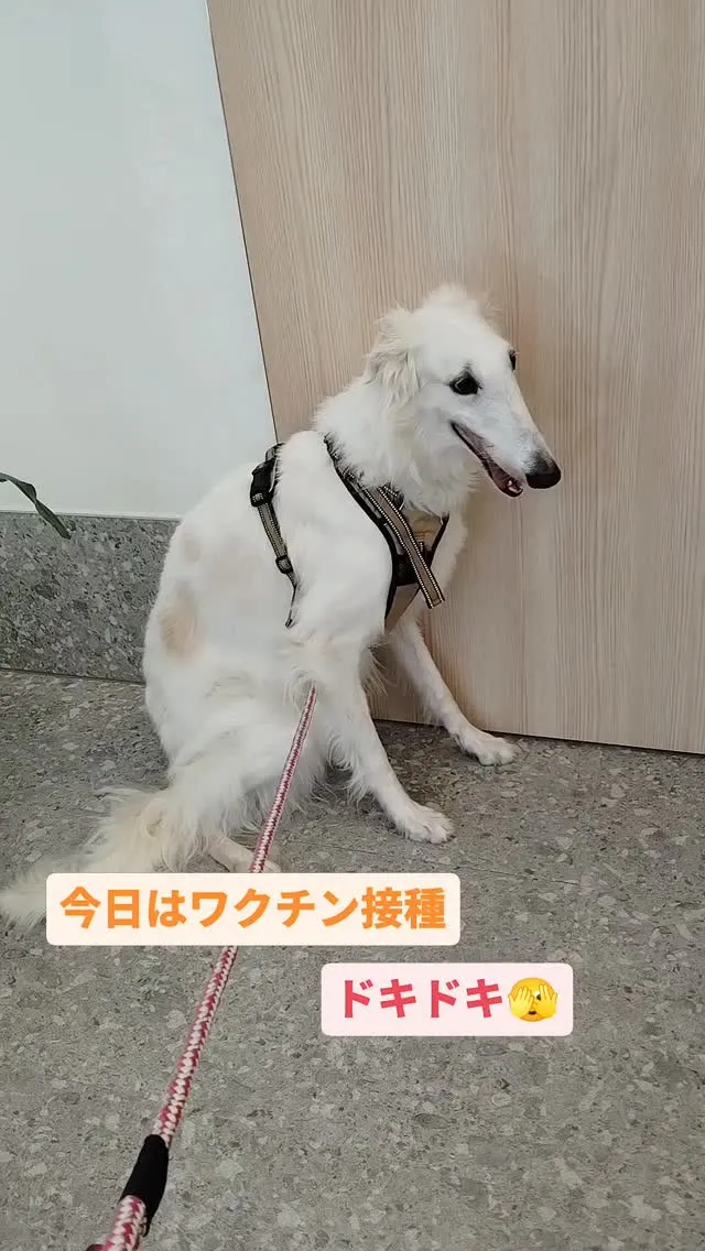 今日はワクチン接種。