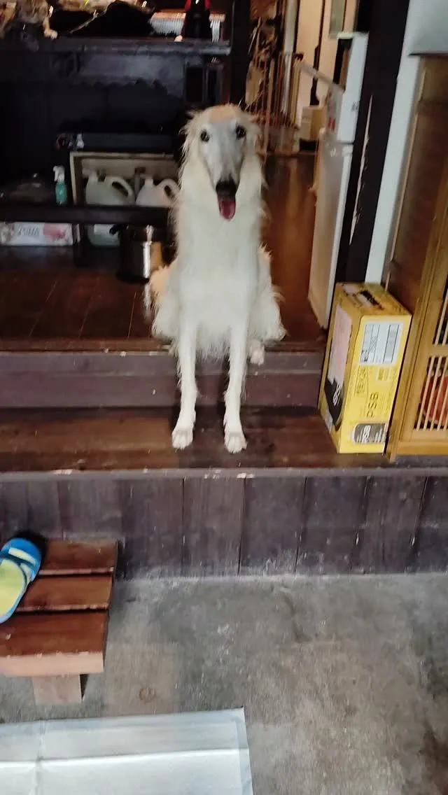 野菜の水やりのついでに水浴びしたよ！気持ちよかったねー