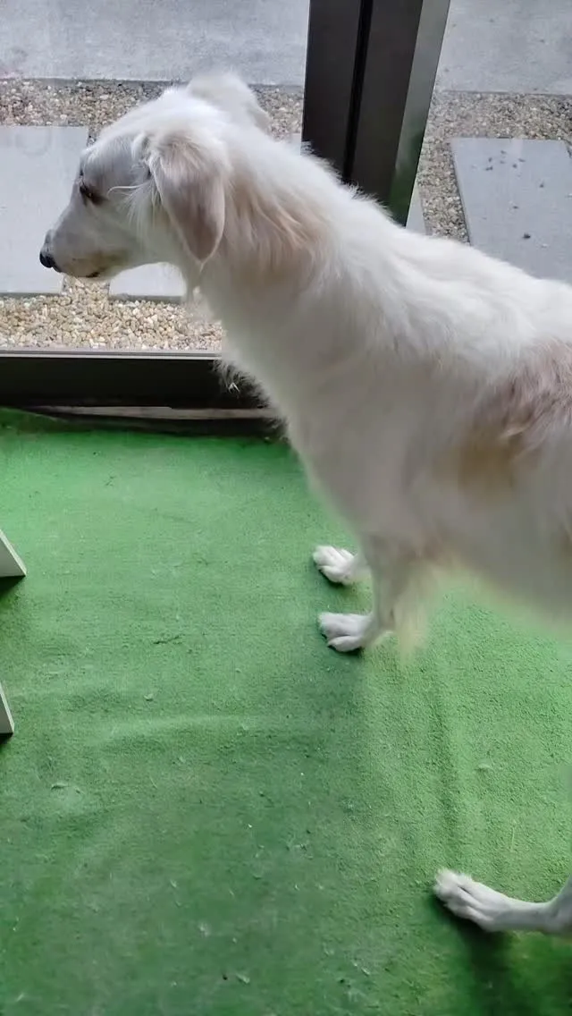 キツネさん、最近近くまで寄ってくる🦊