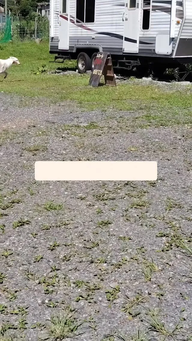 お留守番終了したらいつもこんな感じ。