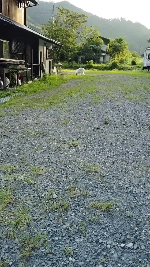 ケリーさん早朝のお散歩♬