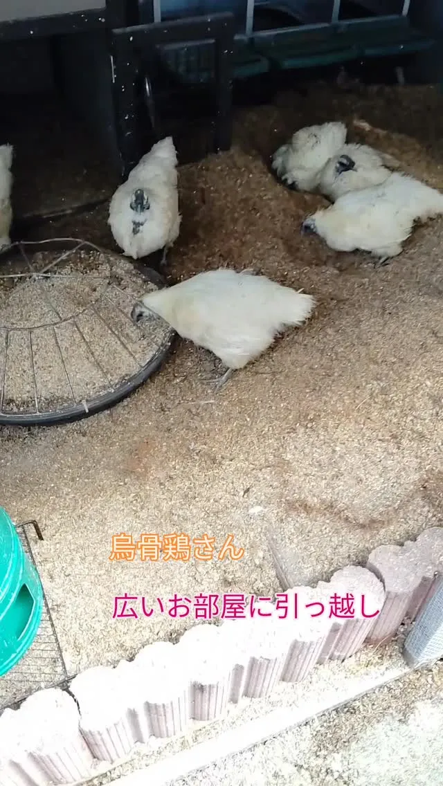 烏骨鶏さんお引っ越し♬
