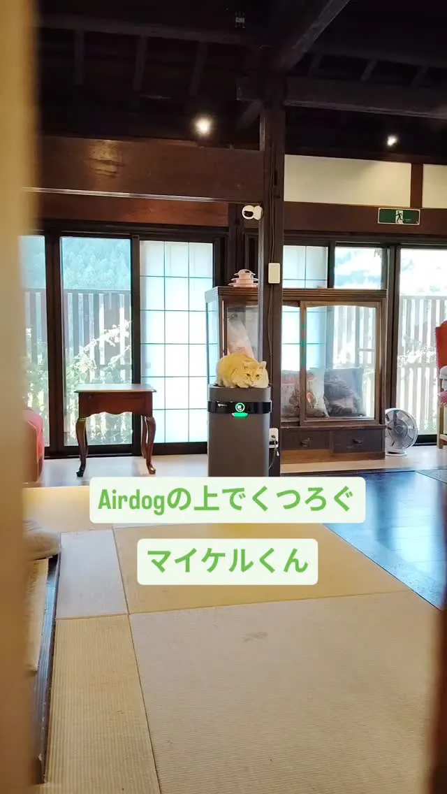 Airdogの上でくつろぐマイケル