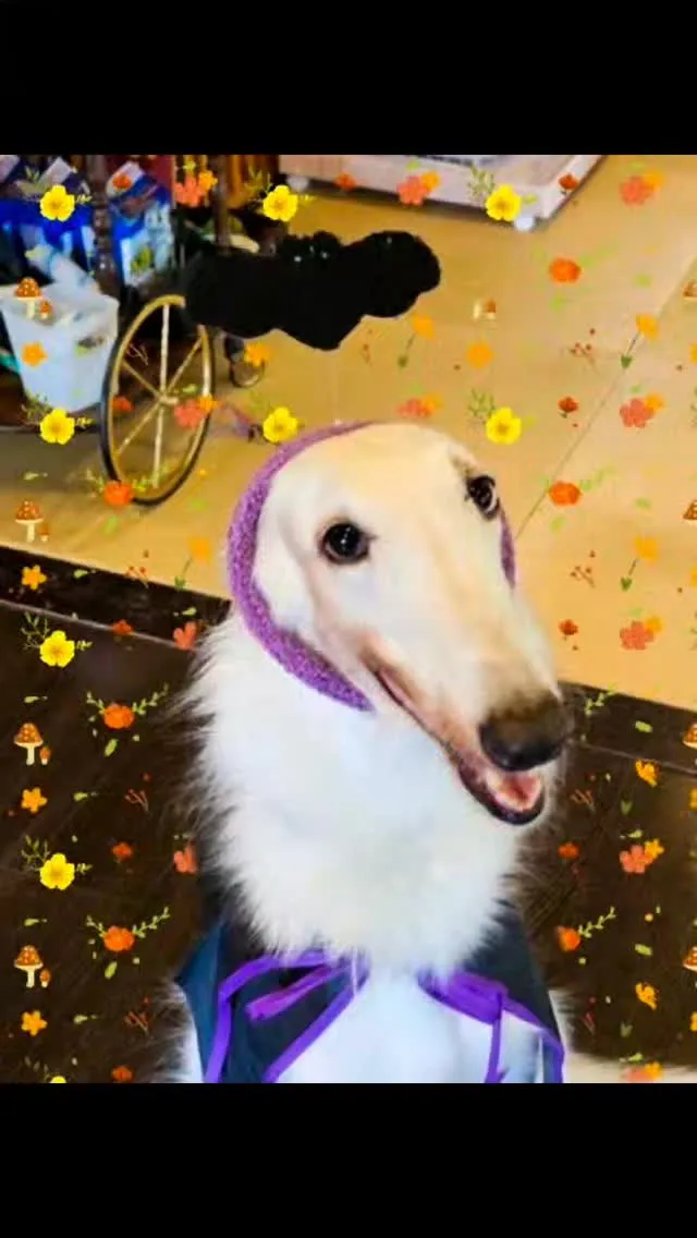 ハロウィン🎃ケリーちゃん❣️