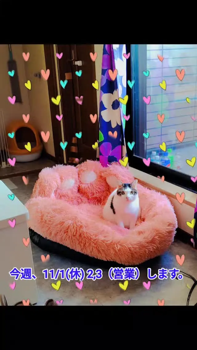 ウシちゃんケリーのベッドがお気に入り。