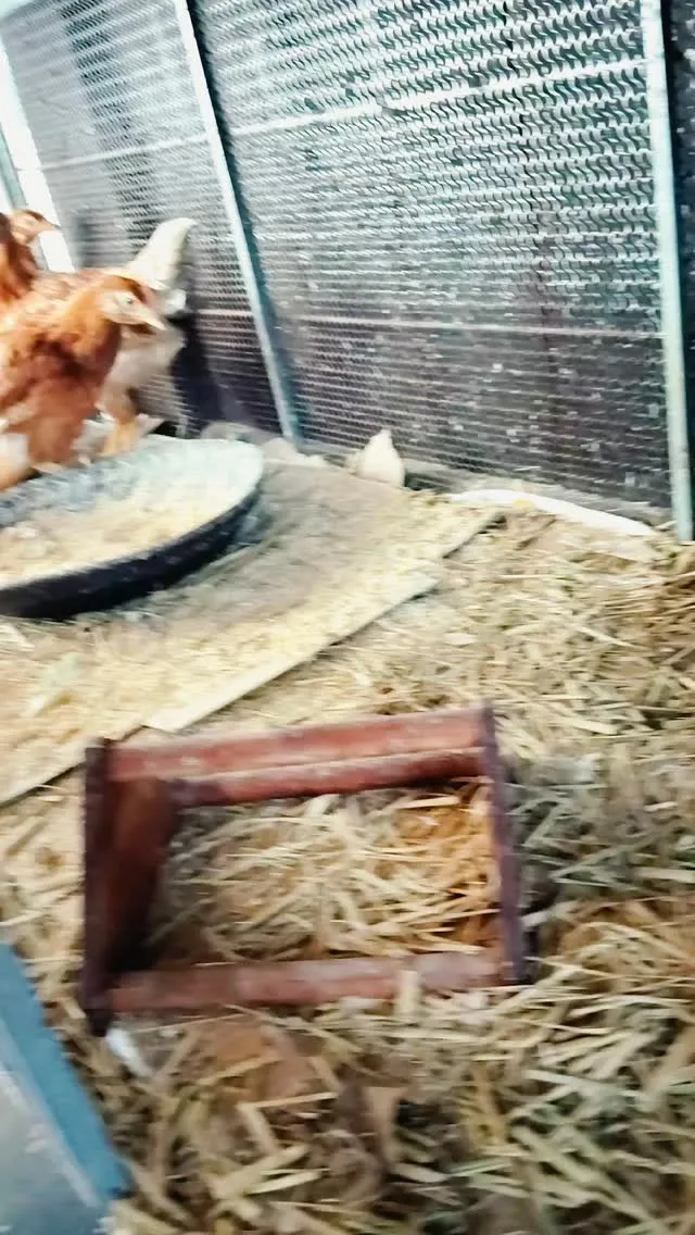 ボリスブラウンの雛がやってきました！