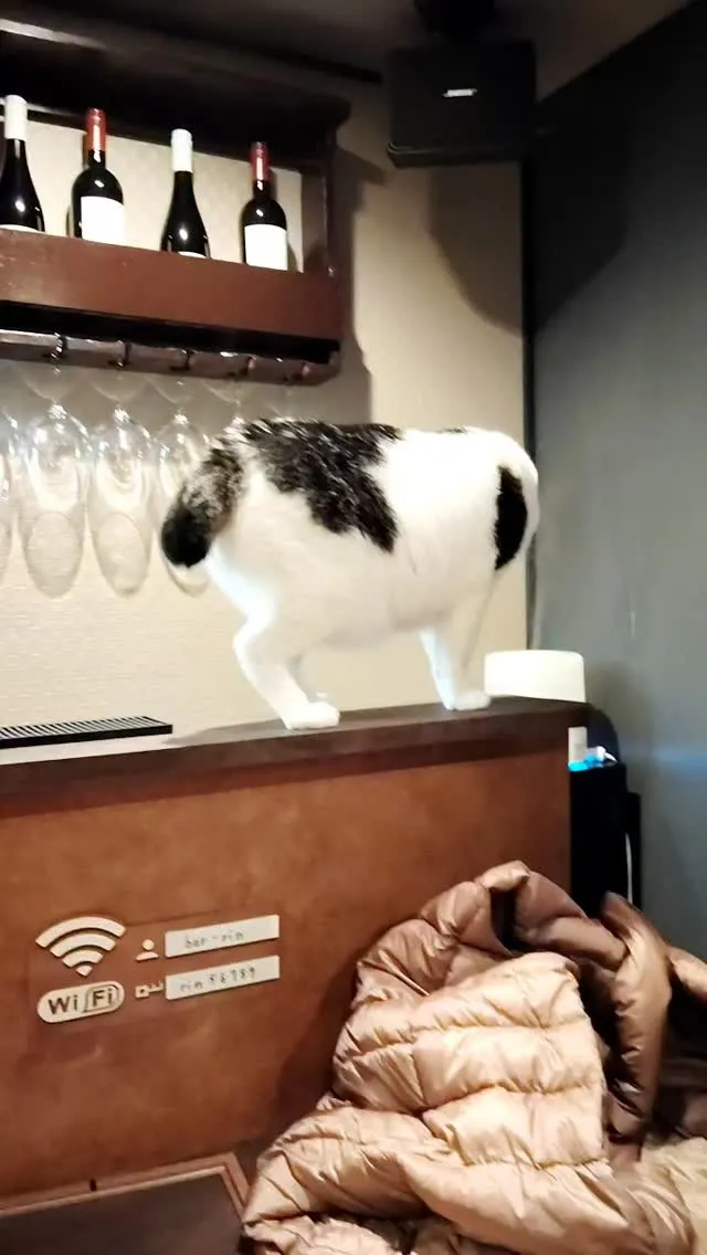 今日はウシちゃん祇󠄀園bar凜へ初出勤です。