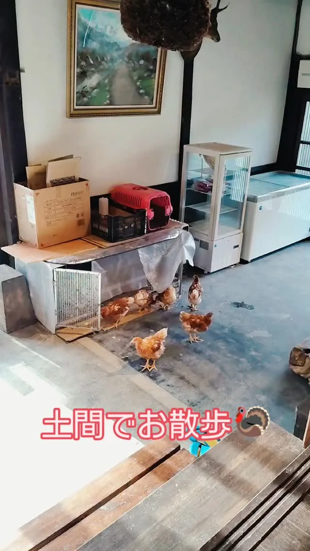 ニワトリさんお店休業日にお散歩🦃1週間で一回り大きくなりまし...