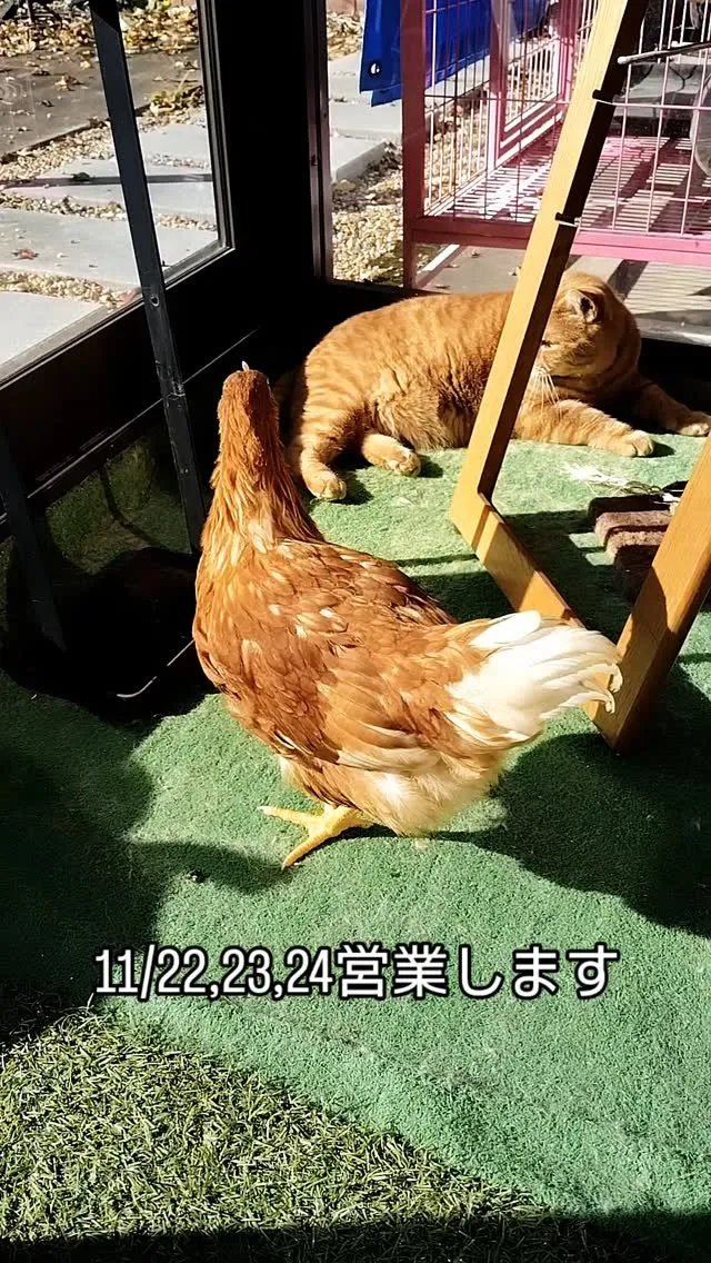 11/22,23,24　営業します。