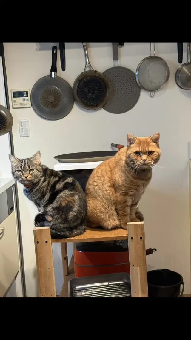 3連休🐈‍⬛𓃠🦃