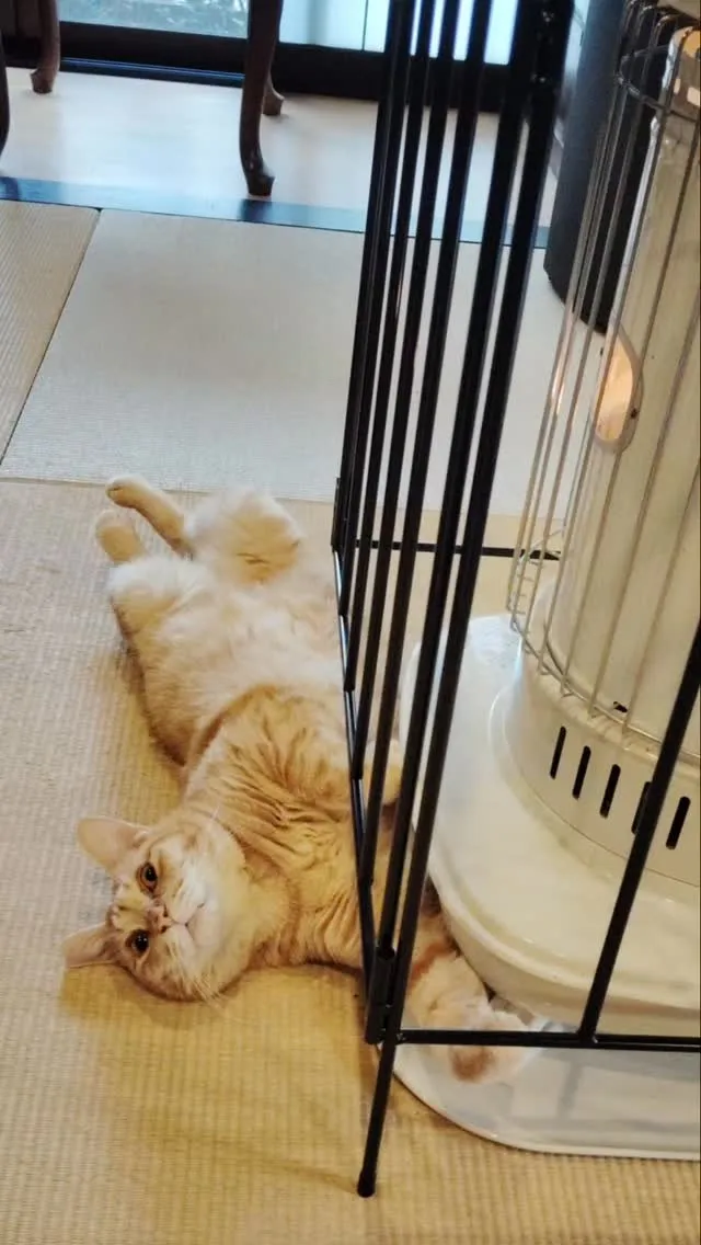 marcoの茶トラ3匹😺