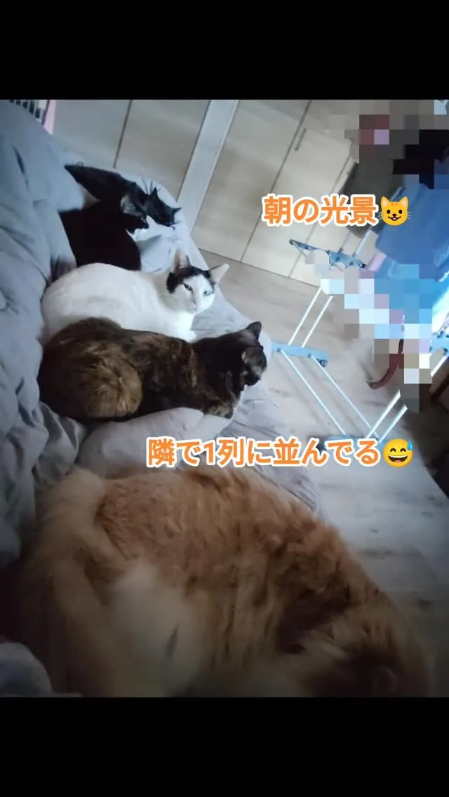 たまには京都市内在住の御猫様をアップ🆙