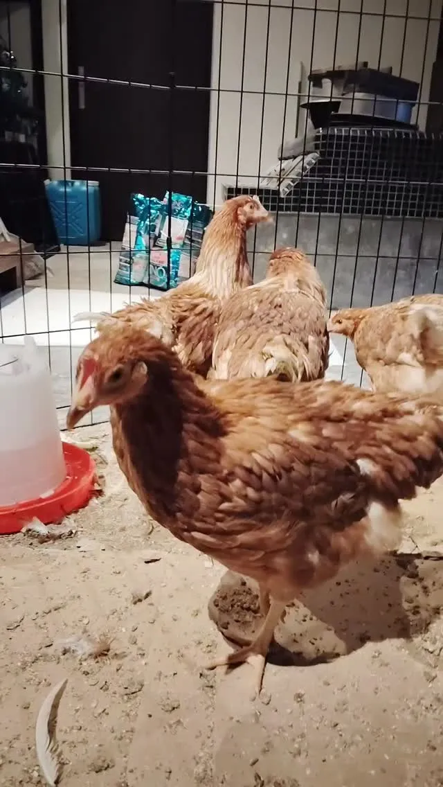 鶏さんとケリーとラテ