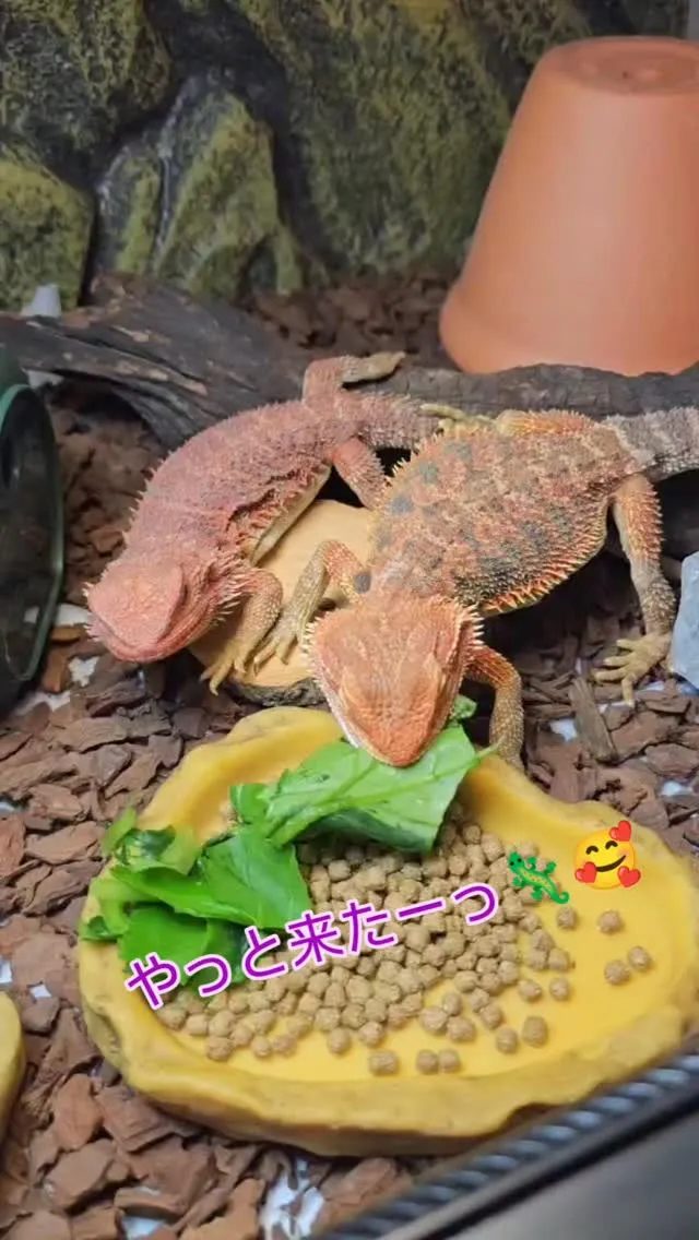 数カ月待ってやっと届いたフトアゴヒゲトカゲ2匹🦎❣️