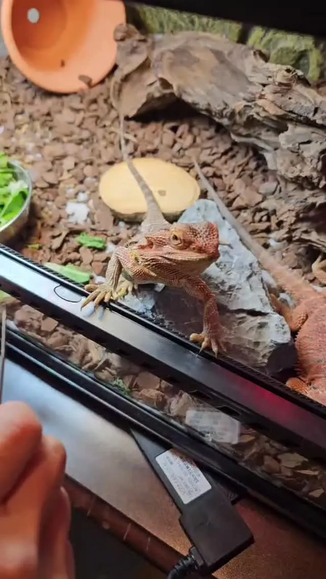 あ～なんて可愛いんだー😍猫、鶏、犬、トカゲさんと癒される毎日...