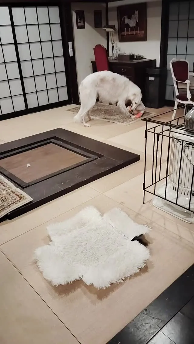 お外でいっぱい遊んでお風呂入って綺麗になってテンション🆙