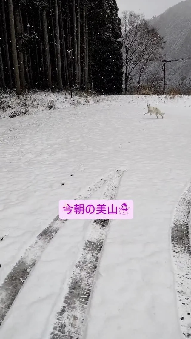 今朝の美山☃ケリーちゃん大喜びです☺️可愛いなー❤