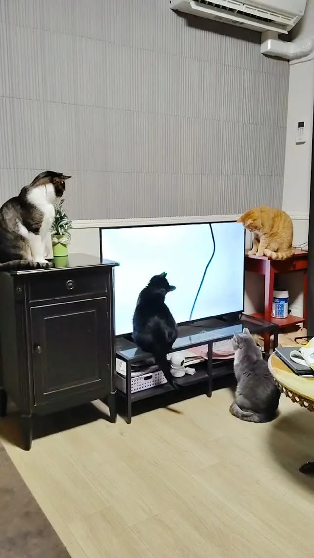 Netflixの続き観たいけど猫ズが占領📺️飽きるの待ってる...