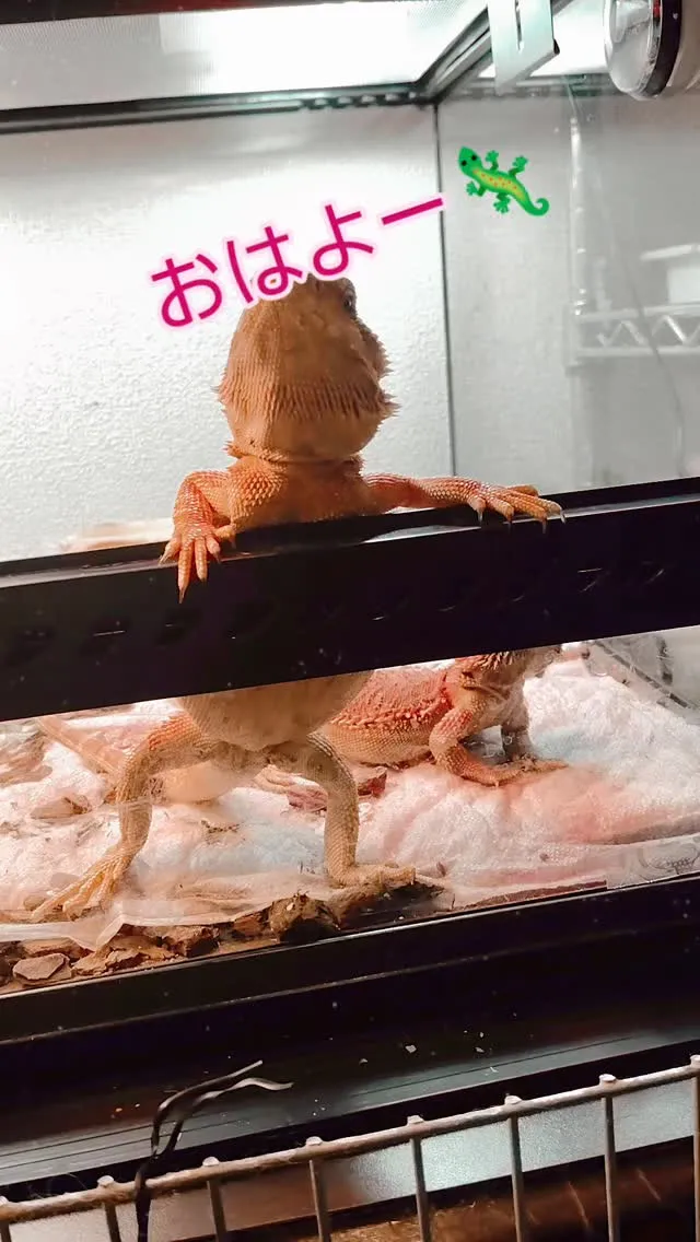 フトアゴちゃん、朝から食欲もあり元気です❣️