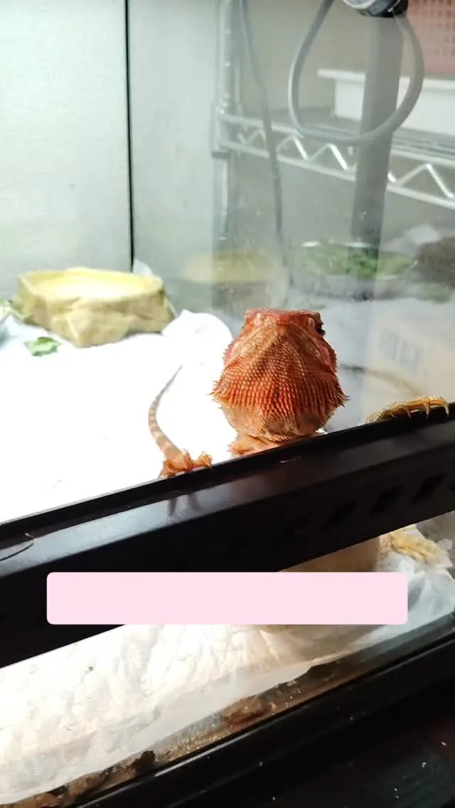 フトアゴヒゲトカゲのオレンジちゃん。