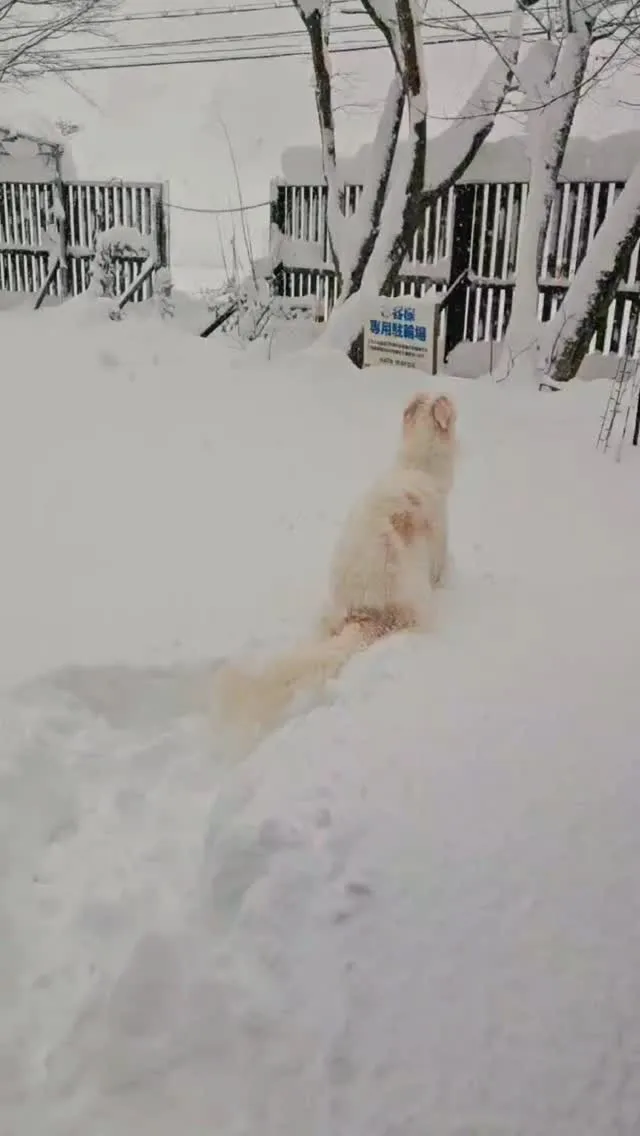 美山の雪ヤバいどすー😰