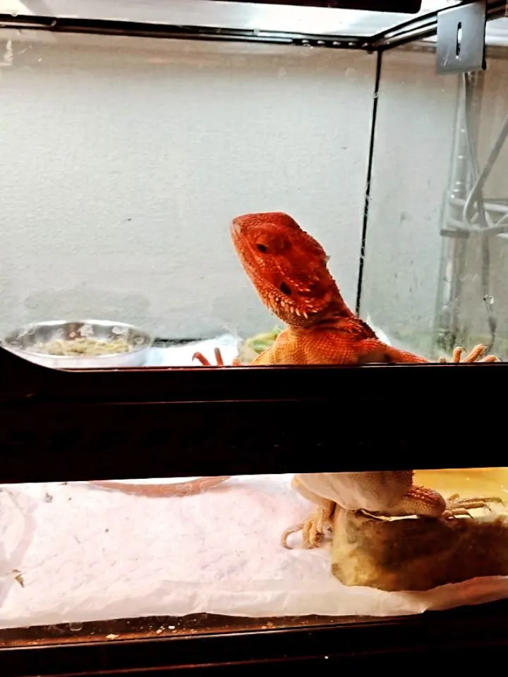 フトアゴヒゲトカゲのオレンジちゃん