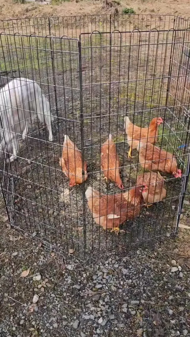 いつも元気で可愛いボリスブラウン🐓