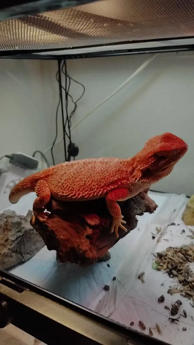 フトアゴヒゲトカゲのオレンジちゃん脱皮中🦎