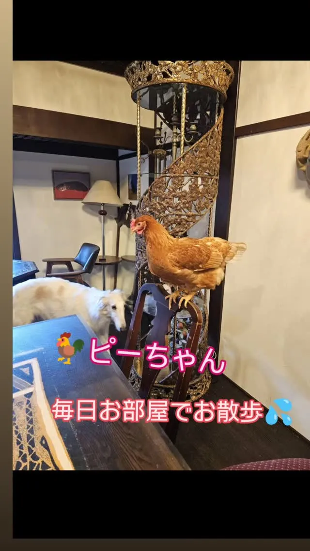 ニワトリのピーちゃん