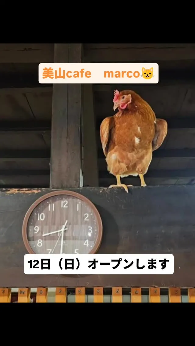 ニワトリ　ピーちゃんが可愛くて🐓