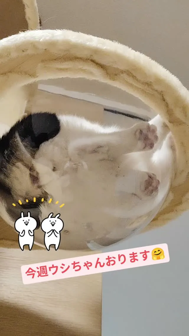 永遠のアイドル❣️ウシちゃん🥰