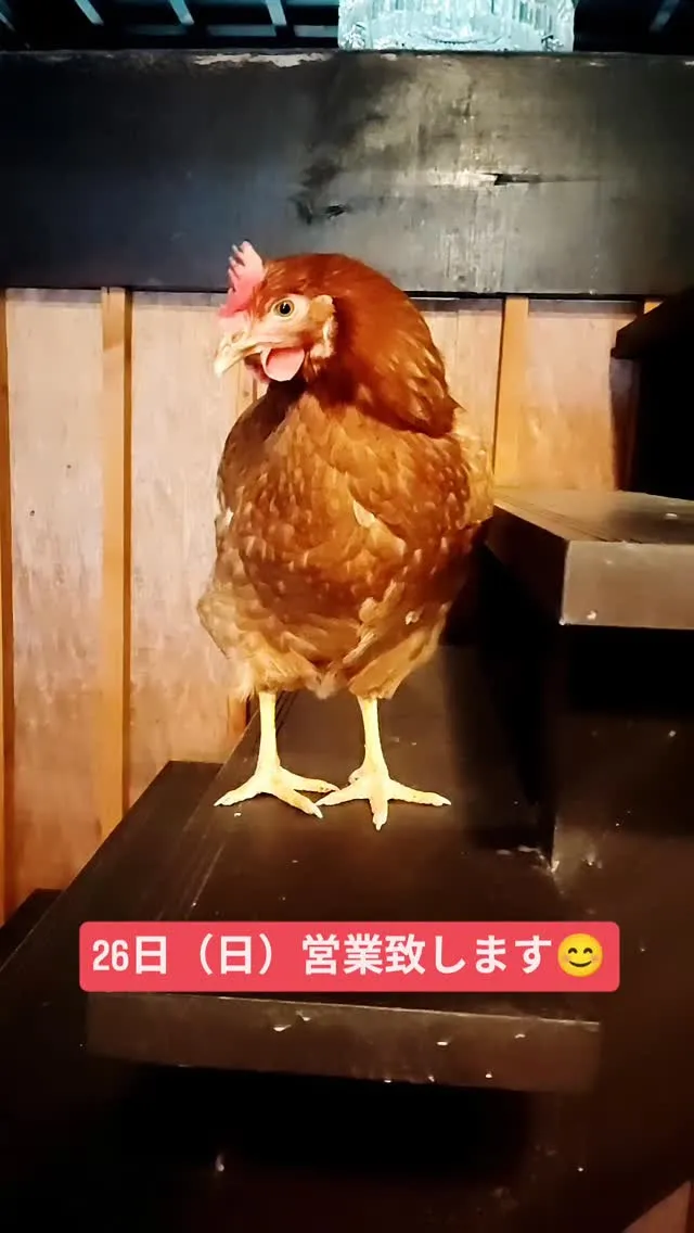 美山cafe　marco　今週末は営業致します。