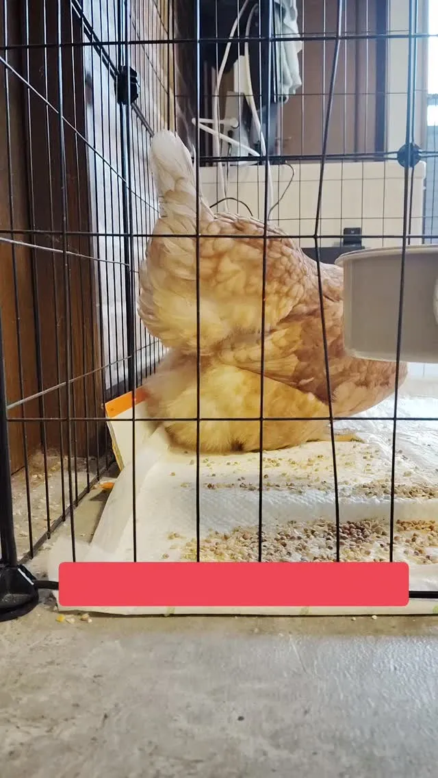 ニワトリ　ピーちゃん🐓