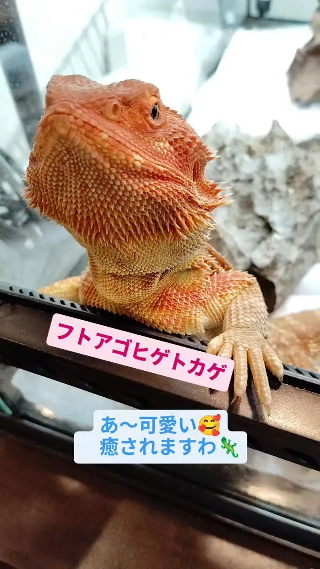 フトアゴヒゲトカゲ　あ～可愛すぎる🥰永遠に見ていられる😍#フ...