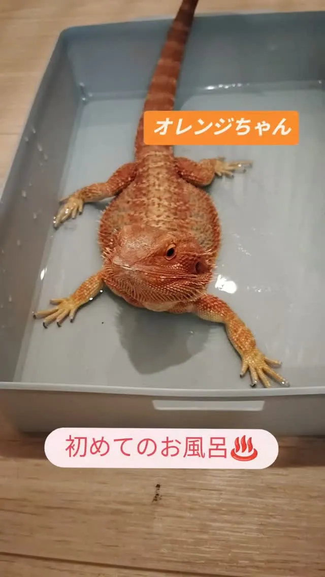 フトアゴヒゲトカゲのオレンジちゃん　初めてのお風呂気持ちよさ...
