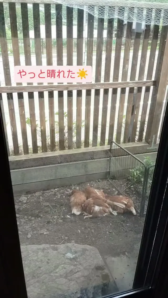 12日（日）営業いたします😺
