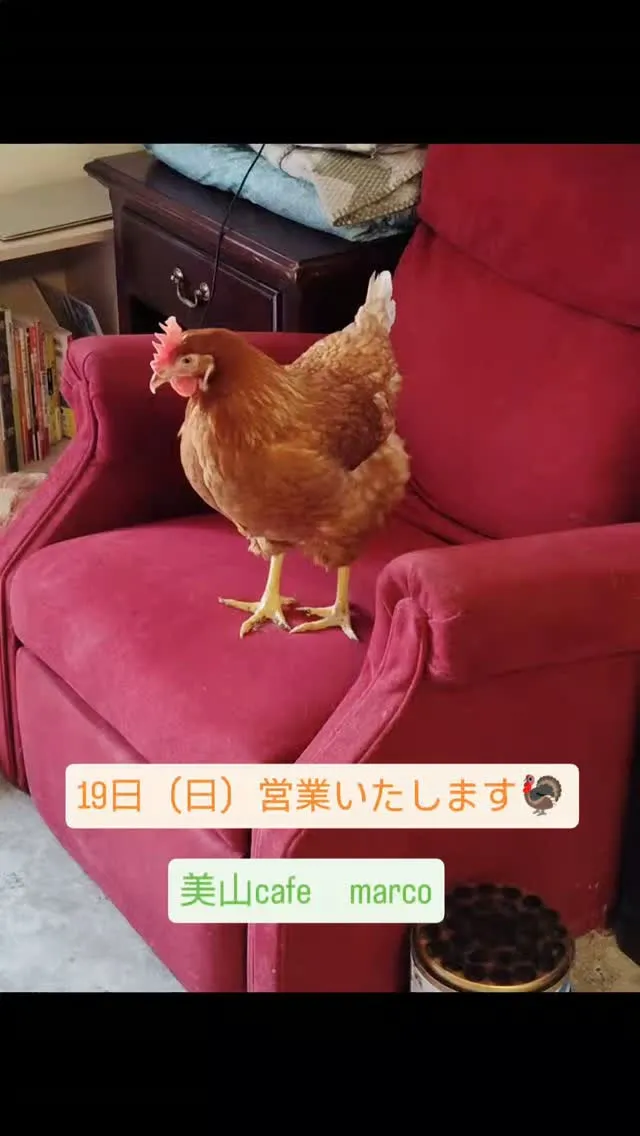あ～暑すぎる🐾今週末、曇り予報で市内より少しは暑さマシですか...