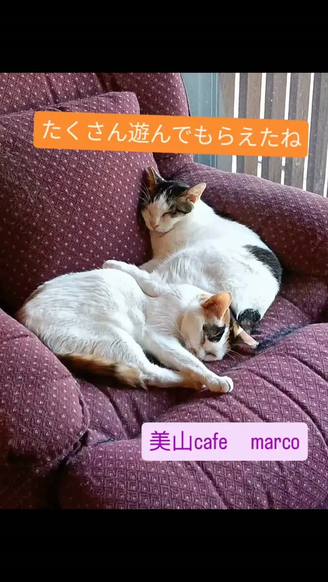 今日もたくさん猫ちゃん達のお相手をしてくださりありがとうござ...