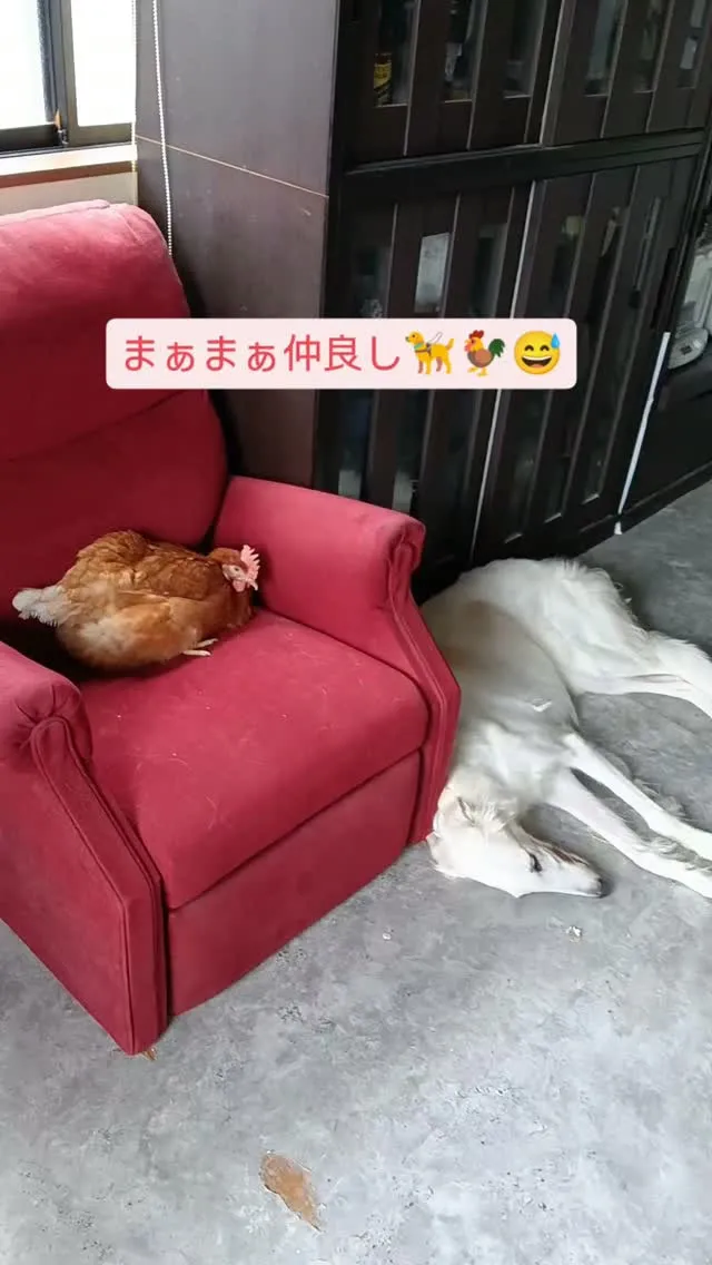 ピーちゃんとケリー。