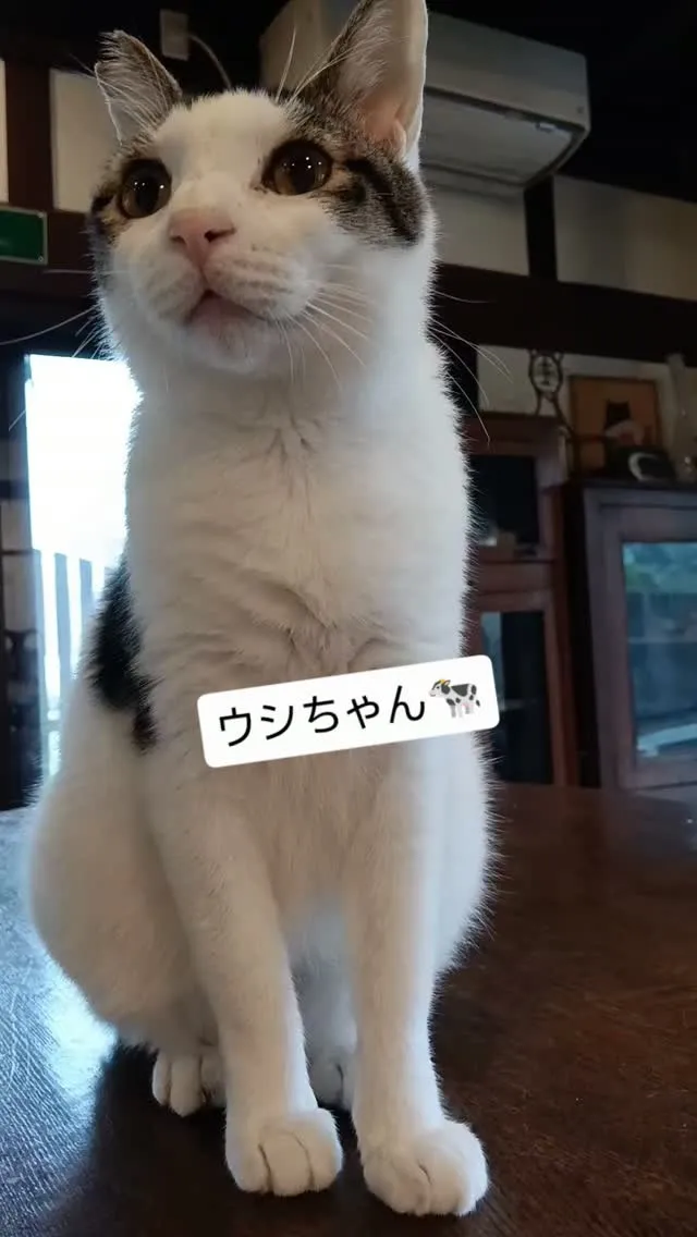 ウシちゃん🐄❣️　皆可愛いけどやっぱり一番癒されるなー🥰#美...