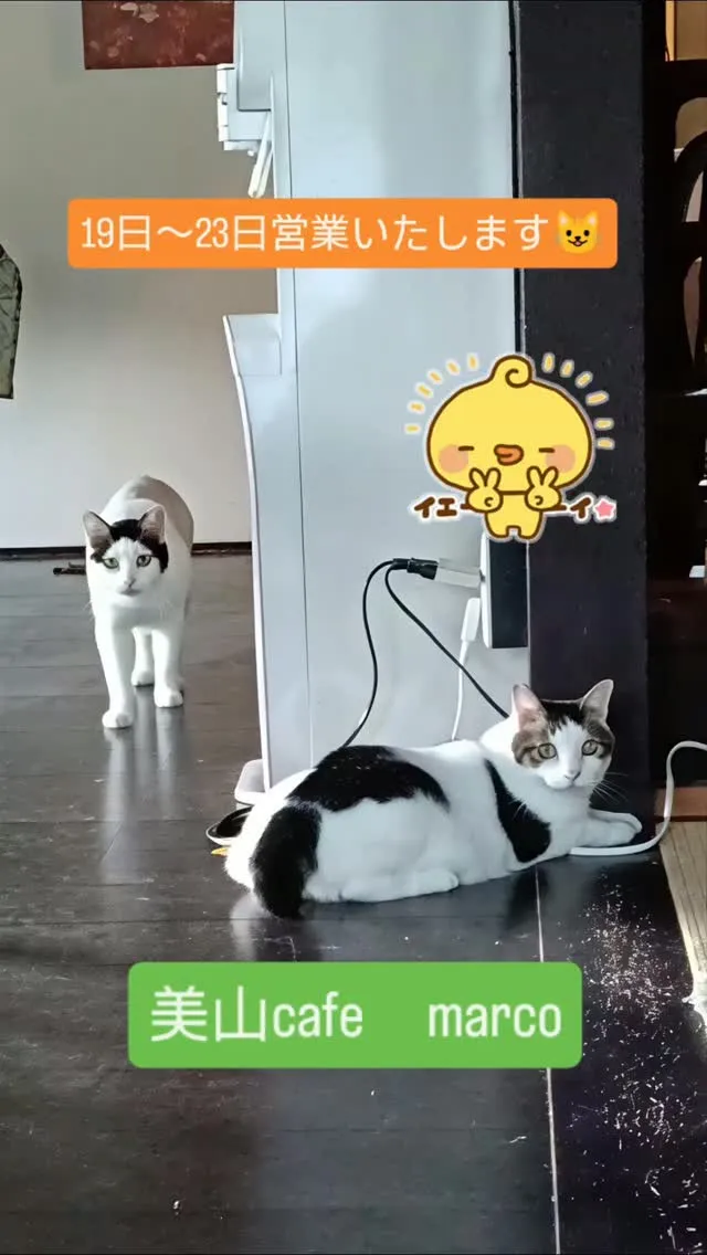 いつもありがとうございます。