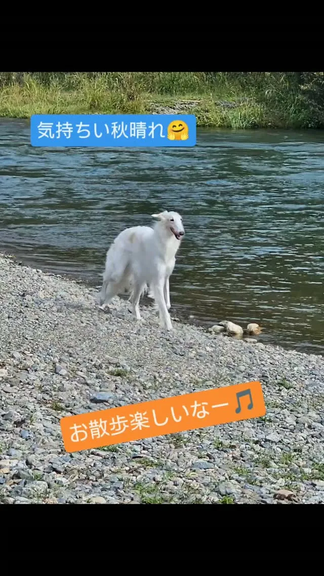 ボルゾイ　ケリーちゃん♬久々の由良川お散歩。